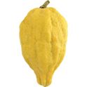 Etrog Citron Information and Facts