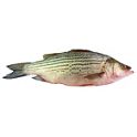 Buy HOSIMA Striped Bass Big Fish Eat Small Fish Pattern Hunting