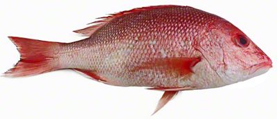 H-E-B Wild Caught American Red Snapper, Medium