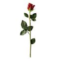 single red rose with stem