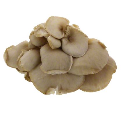 Fresh Oyster Mushroom, by lb – Central Market