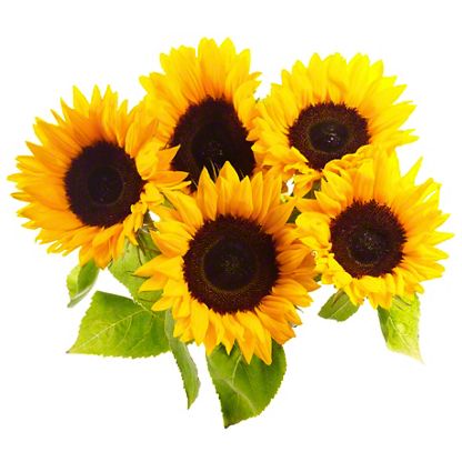 Central Market Sunflowers, 5 Stem, Bunch – Central Market