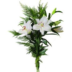 Central Market White Oriental Lilies With Greens, 3-Stem, Bunch