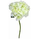 White Hydrangea, ea | Central Market - Really Into Food