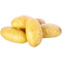 potato⋆︎* Vivaldi › HZPC