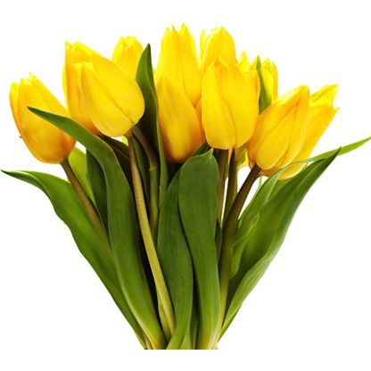 Central Market Tulips, 10 Stem Bunch – Central Market