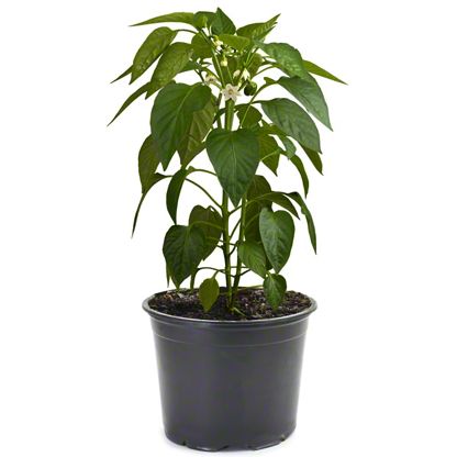 Hatch Pepper Plant, 10 Inch – Central Market