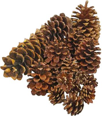 Mixed Pine Cone Assortment, EACH | Central Market - Really Into Food