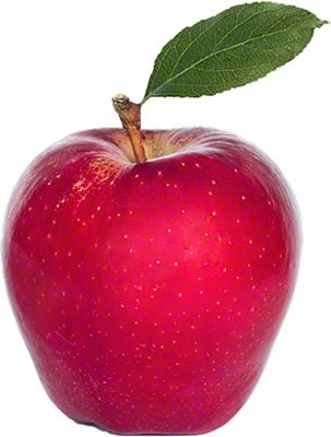 Apple - さふらん1972 Japanese Rainbow Fuji Apple Tree, bare root, 条纹富士，ふじ