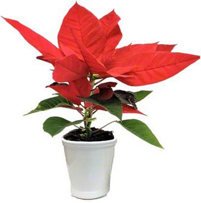 Pot De Poinsettia Festif Lumineux D'Extérieur, Rouge | Balsam Hill