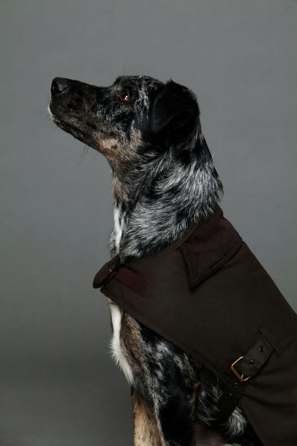  Barbour  Wax Cotton Dog  Coat  Free People