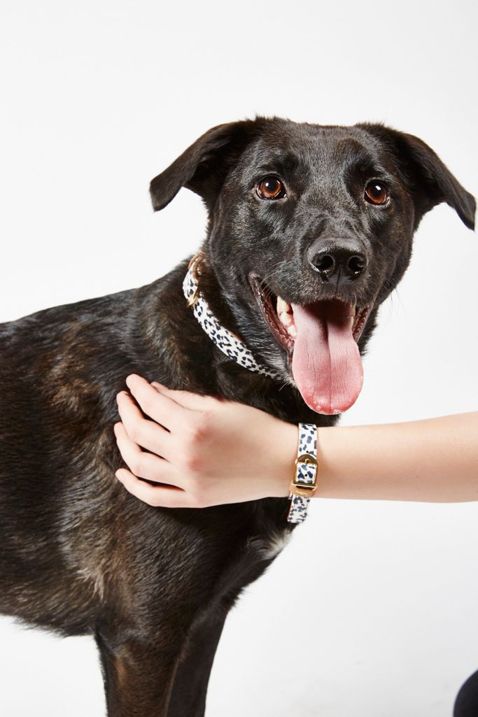 Friendship Dog Collar Free People