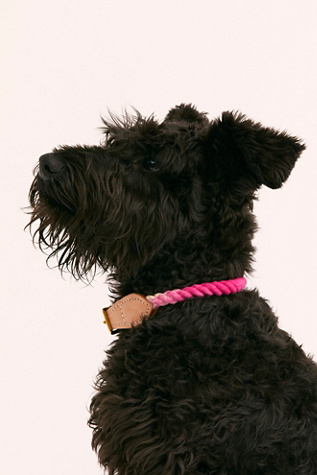 ombre rope dog collar