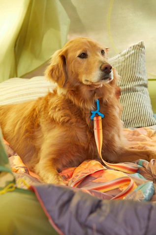 Dog Leash