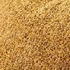 Frizzle Ochre