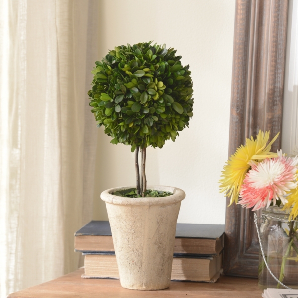 Boxwood Single Ball Preserved Topiary, 16 in. | Kirklands