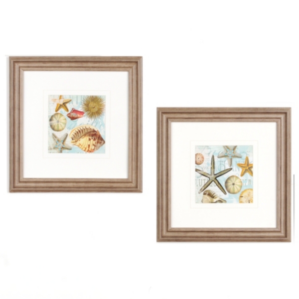 Beach Shells Framed Art Print | Kirklands