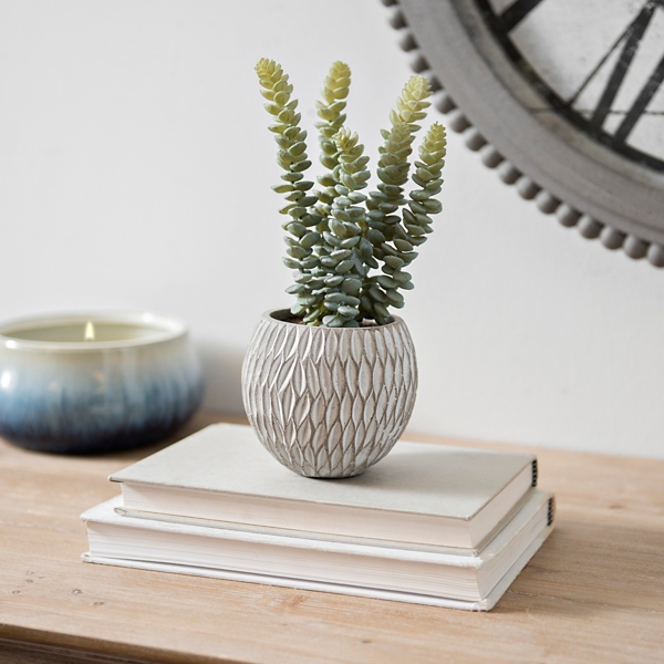 Succulent Arrangement In Round Concrete Pot Kirklands