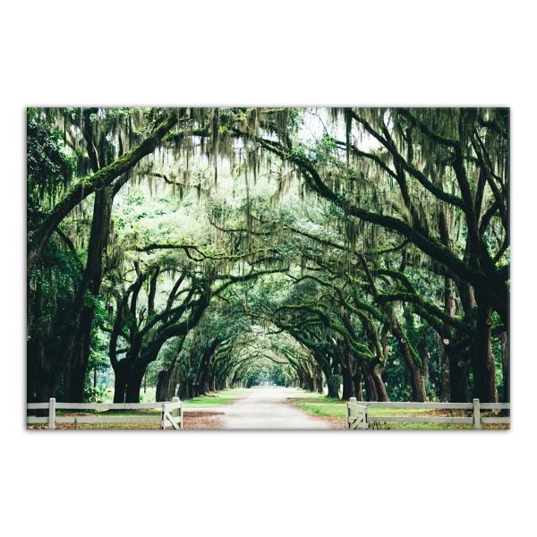 Oak Tree Arch Photography Canvas Art Print Kirklands