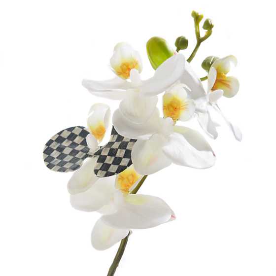 Potted Orchid image six