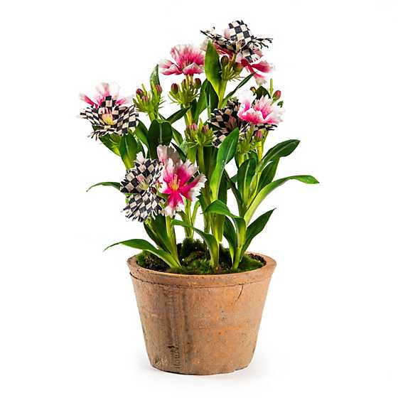 Potted Dianthus - Pink image two