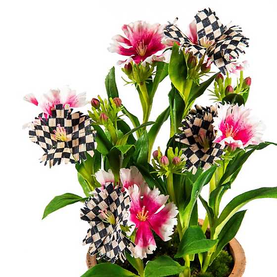 Potted Dianthus - Pink image three