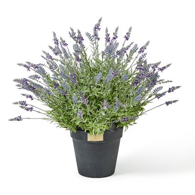 Lavender Urn Filler mackenzie-childs Panama 0