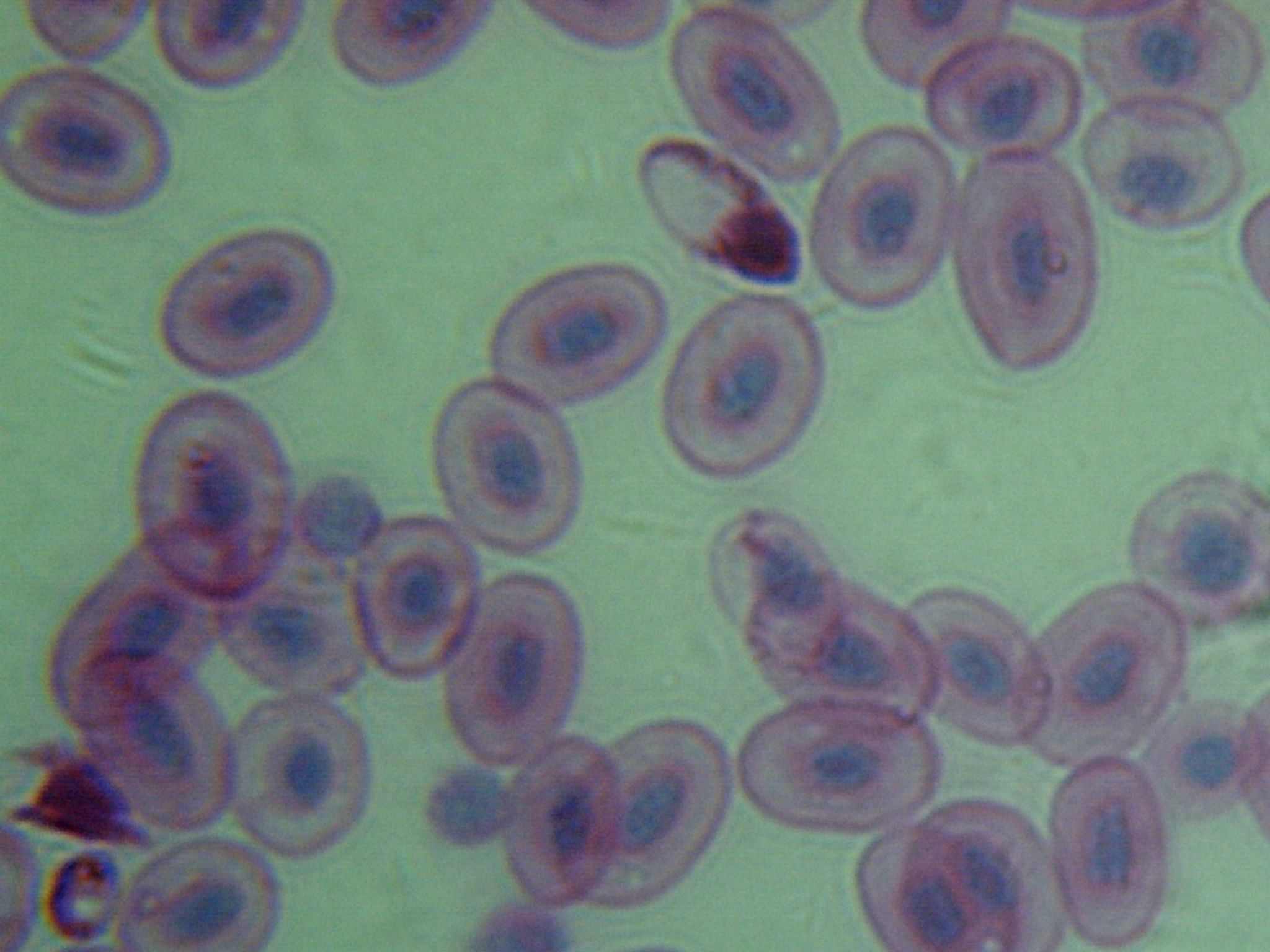 Cell Nucleus DNA RNA | Microscope Images at Orion Telescopes