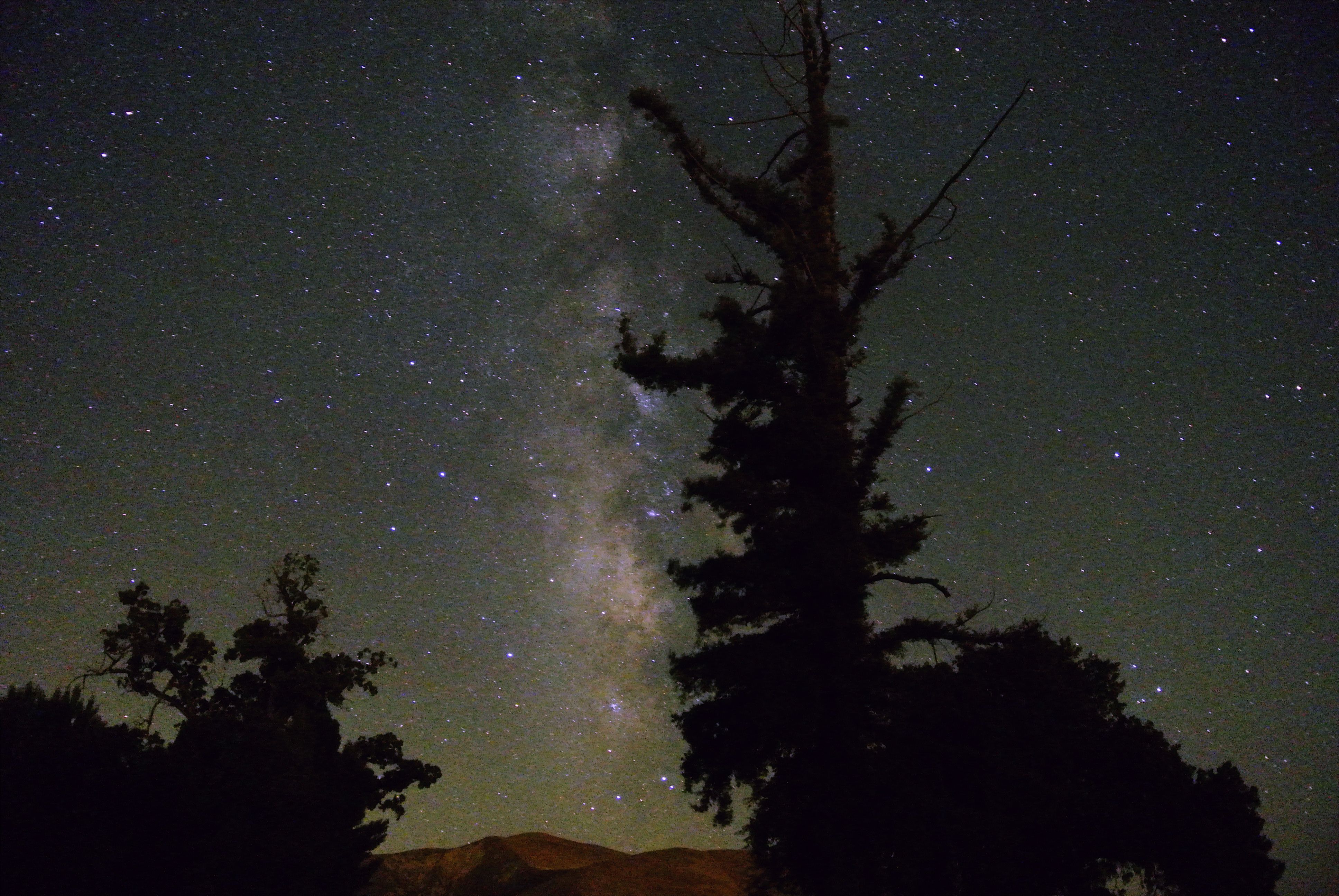 Milky Way Through Trees | Astronomy Images at Orion Telescopes