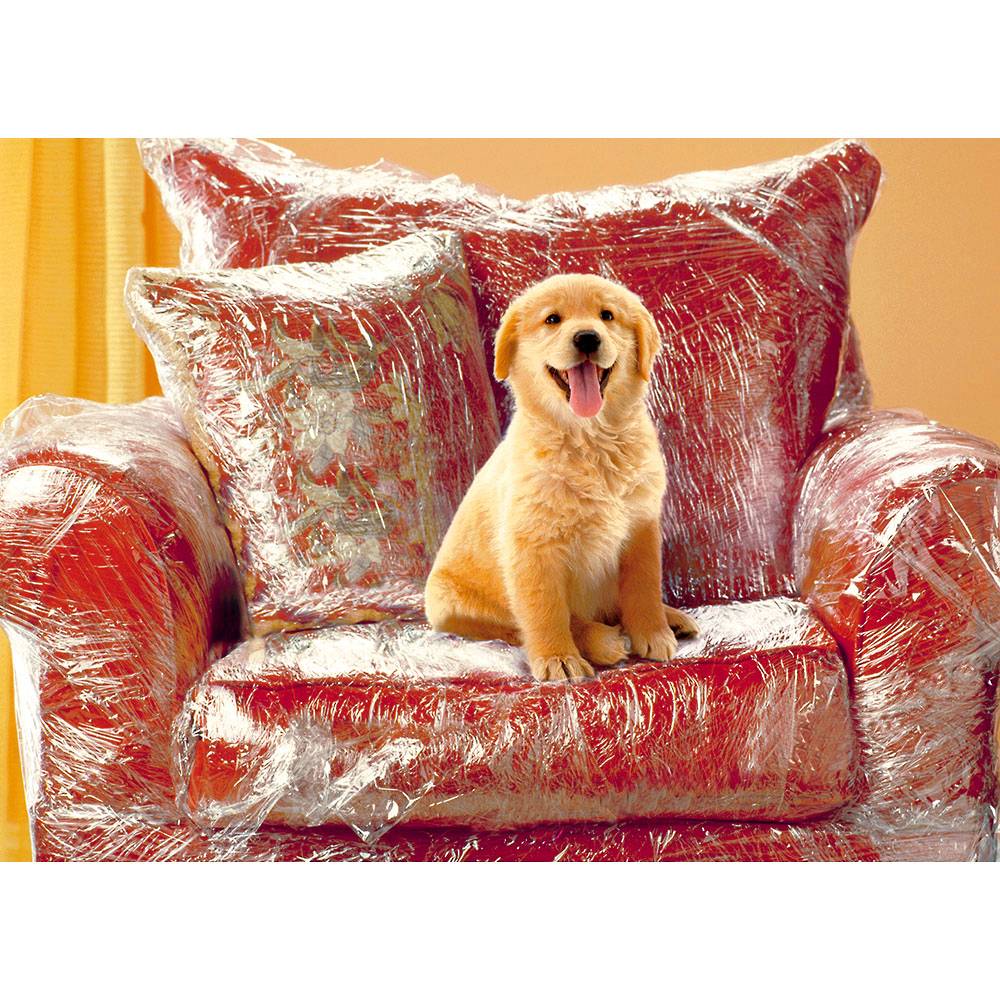 Occasion Dog Golden Retriever Blank Greeting Card With Envelope 
