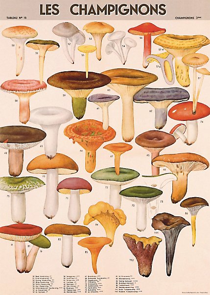 Cavallini Decorative Paper - Mushrooms 20x28 Sheet