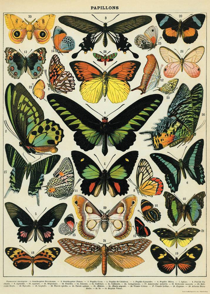 Butterflies Print Tissue Paper Multi Listing 500x750mm 