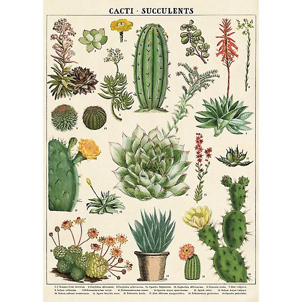 Succulents & Cacti Planner Sticker Sheets - Chocolate Musings
