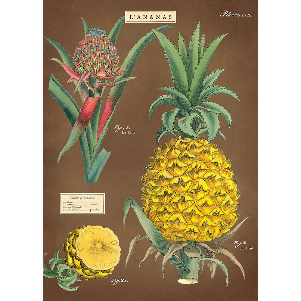 pineapple source clear cellophane specialty gift wrap 83 sq ft 40" wide x 300" 