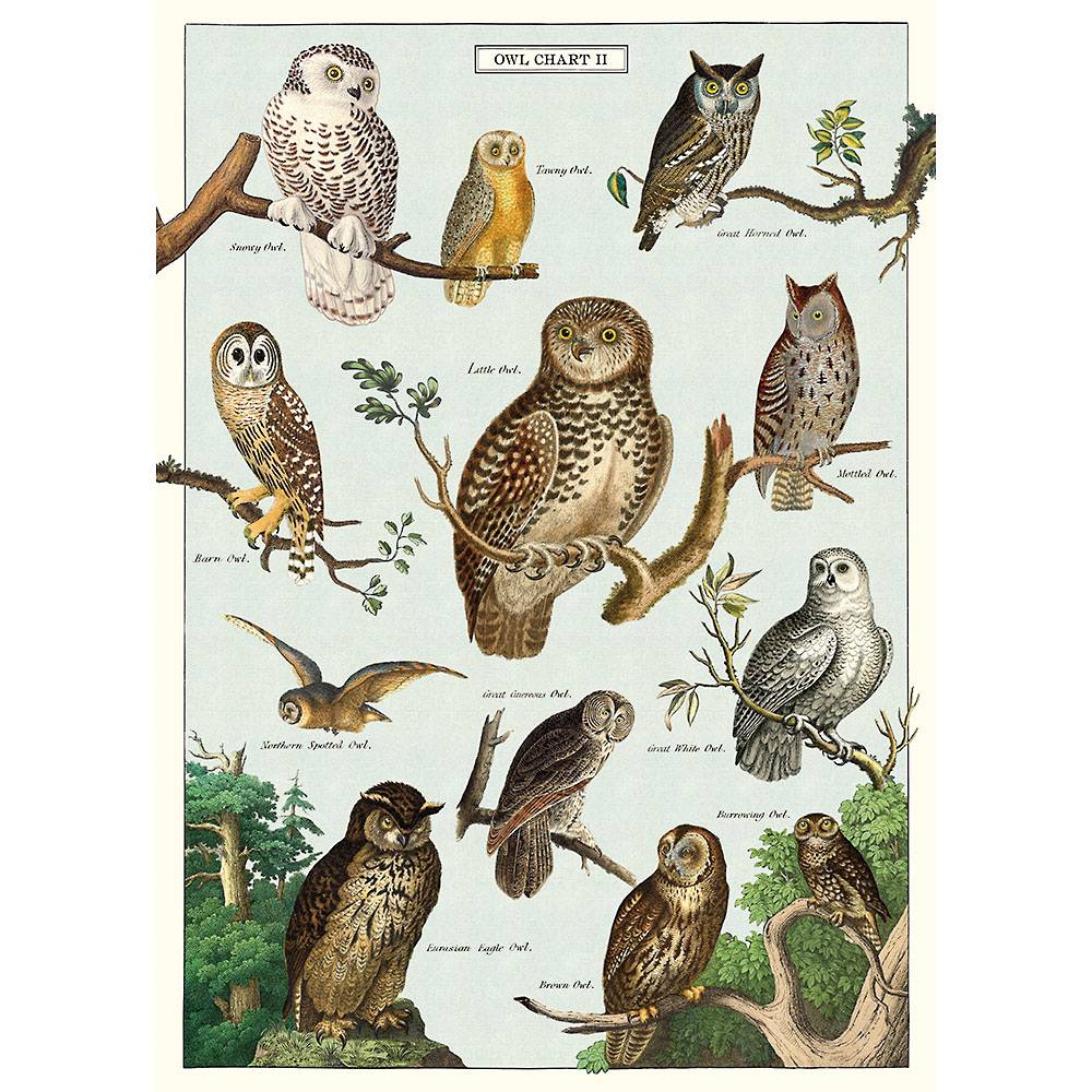 Print PICK YOUR SIZE * Owl GLOSSY Photo Picture  Wall Decor 