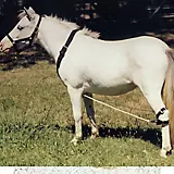 Ozark Mini/Pony Nylon Breeding Hobbles