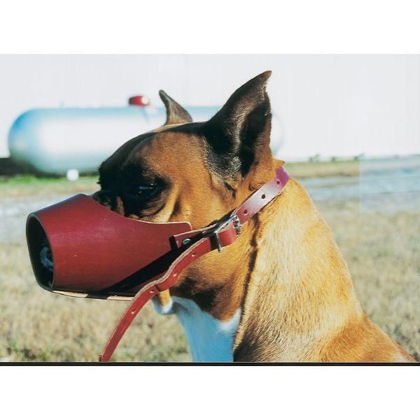 dog muzzle pet supplies plus