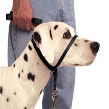 gentle leader dog leash