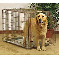 gold dog crate