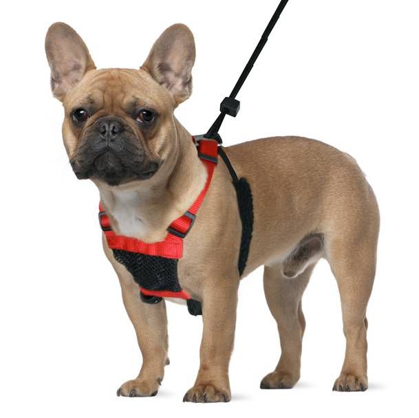 how to put a sporn harness on a dog