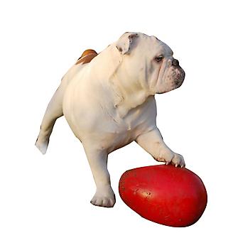 Jolly Pets Egg 8 inch RedHard Plastic Chew Toy for Small Dogs 