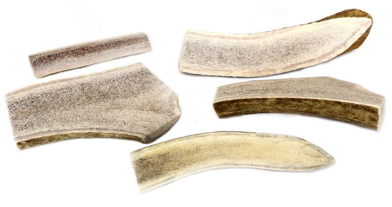 elk horn dog treats