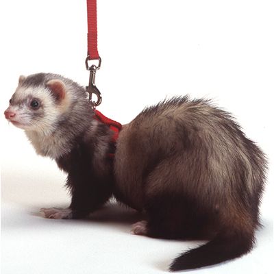 ferret leash and harness