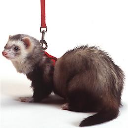 Marshall Ferret Harness and Lead 