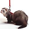Marshall Ferret Harness And Lead Combo