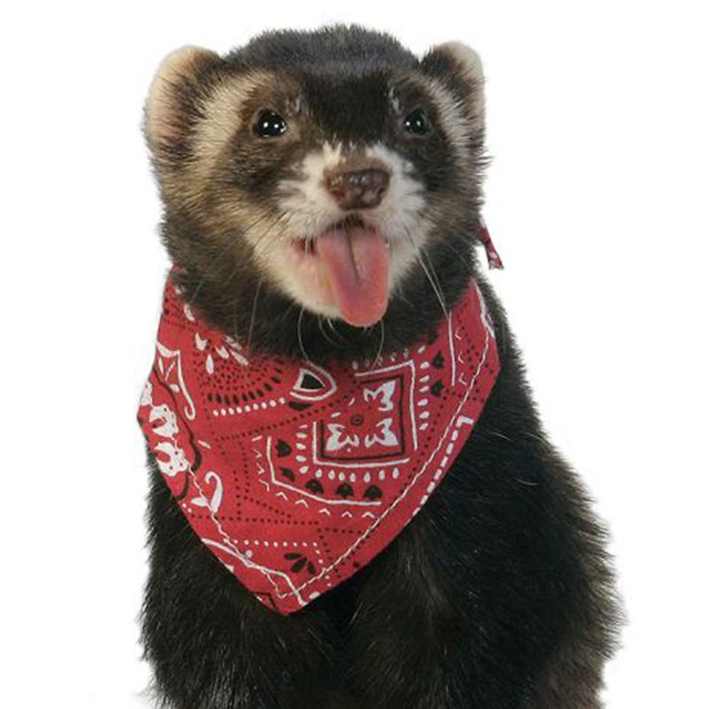 Marshall Ferret Bandana Red