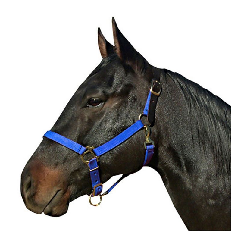 Leather Crown Nylon Breakaway Halter Oversize Blue
