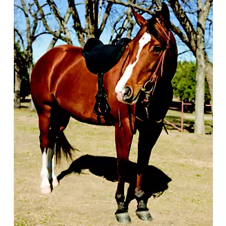 Mustang Western Soft Ride Saddle