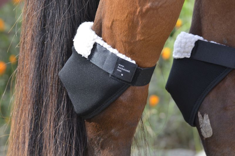 CHHSAR  Horse Hock Protection - Regular Size
