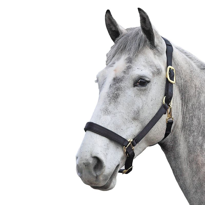 Shires Topaz Nylon Halter XS Pony Dark Green